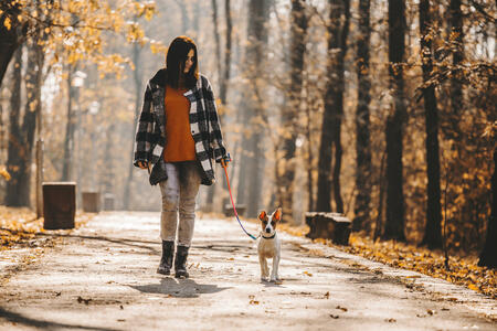 Outdoor with dogs in the nature