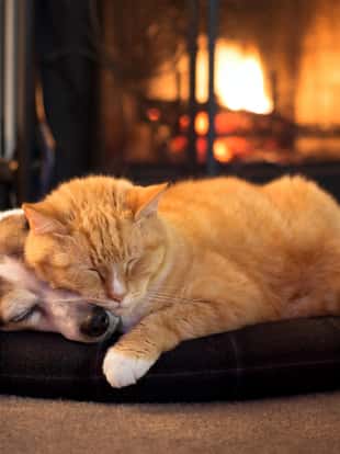 cat and dog by the fireplace
