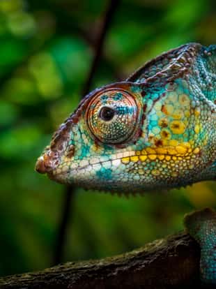 Close-up of a colorful chameleon on a tree. Although it seems easily visible, vivid colors provide him an excellent camouflage in a tropical forest. (shallow DOF)