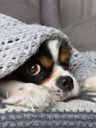 cute dog under the warm grey blanket