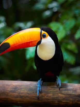 Toucan on the branch in tropical forest of Brazil
