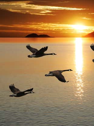 migrating canada geese in silhouette flying over lake at sunrise (XL)