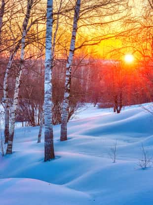 Colorful sunset in winter forest