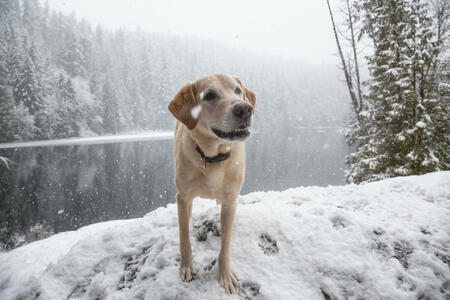 Golden Retriever outside in the snow. Taken in Brohm Lake, near Squamish and Whistler, North of Vancouver, British Columbia, Canada.