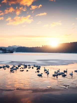 Large group of swans and ducks swimming on frozen lake (Šmartinsko lake, Celje, Slovenia).