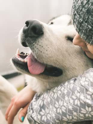 Image of young girl with her dog, alaskan malamute, outdoor at autumn or winter. Domestic pet. Husky