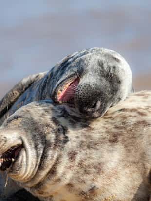 Laughing out loud. Funny animal meme image of happy animals having fun. Hilarious wildlife picture of two beautiful friendly grey seals playing around and apparently joking in the sand.