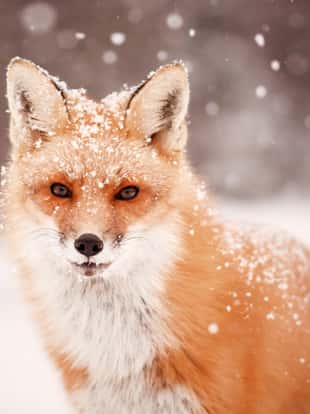 An intent stare, a look of interest as snow softly falls on a red fox.