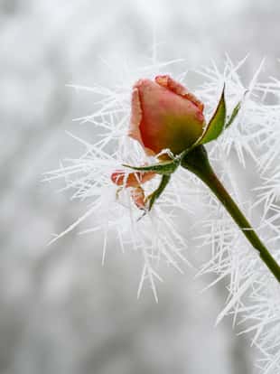 rose bud with long frozen ice needles from the winter hoar frost in winter, greeting card for valentine's day with copy space, selected focus, narrow depth of field