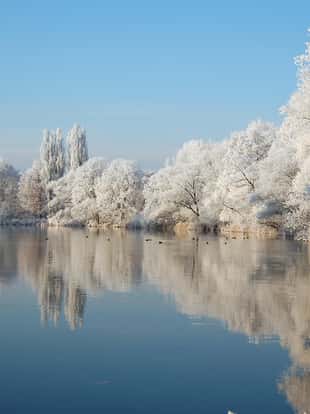 in front a snowy willow tree, river and a forest. Havel river, Brandenburg, Germany, Havelland