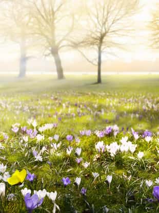 abstract sunny beautiful Spring background