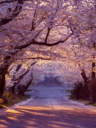 Suburban road in tunnel of cherry blossoms - Washington, DC