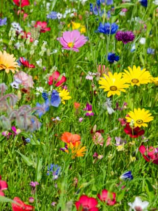 a lot of different flowers in a colorful wildflower meadow. Photo taken in June. More colorful meadows: