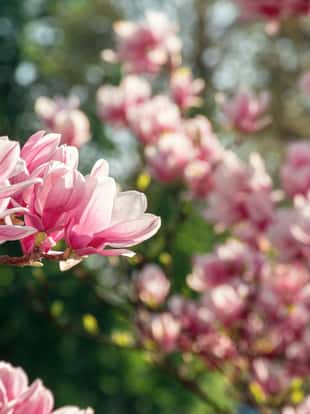 pink magnolia blossom. twigs with beautiful tender flowers. wonderful springtime scenery in the park