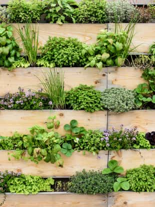 Detail of vertical garden with eatable herbs and vegetables