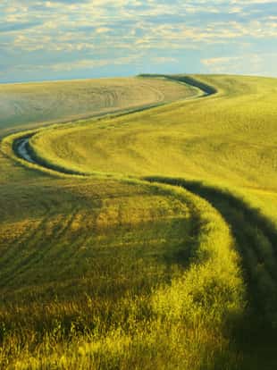 Dirt road in the green field