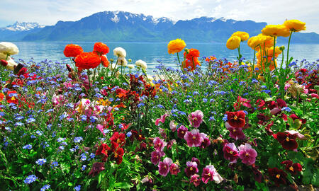 Colorful flowers with water and mountains on background. Geneva lake, Switzerland