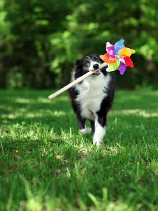 Happy border collie playing with a colorful pinwheel
