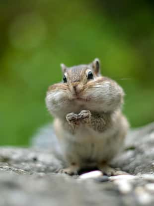 Chipmunk with cheeks full of nuts and seeds. Cheeks bulging. Stocks for the winter. Closeup. Selective focus