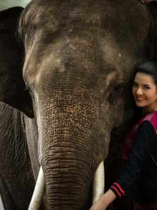 The woman and elephant portrait concept she enjoying in Thailand