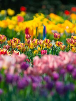 A beautiful scenery of a field with colorful tulips on a blurred background