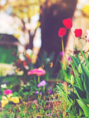 Flowers blooming in a home garden in spring