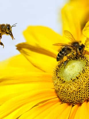 Bee in flight and Dahlia Garden (Dahlia Cav.)