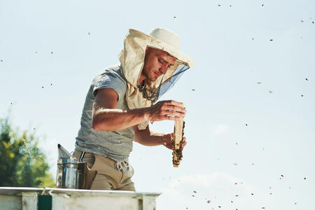 Clear sky. Beekeeper works with honeycomb full of bees outdoors at sunny day.
