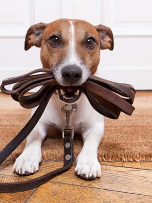 dog with leather leash waiting to go walkies