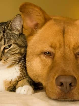 Cat and dog resting together on bed