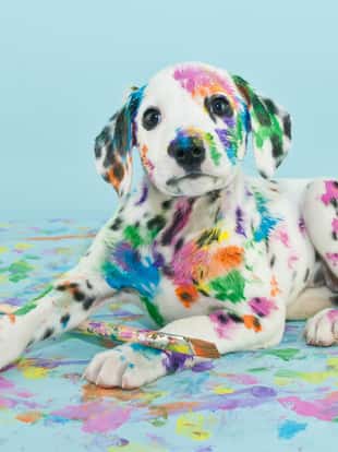 A silly little Dalmatian puppy that looks like he got into the art supplies, on a blue background.