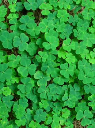 green background with three-leaved shamrocks. St.Patrick's day holiday symbol.