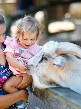 Adorable cute toddler girl and young mother feeding little goats and sheeps on a kids farm. Beautiful baby child petting animals in the zoo. Woman and daughter together on family weekend vacations
