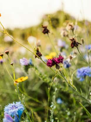 Beautiful wild flowers in a meadow