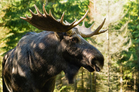 Portrait of a moose bull (Alces alces) seen from slightly below. Moose is very close and out to the side.