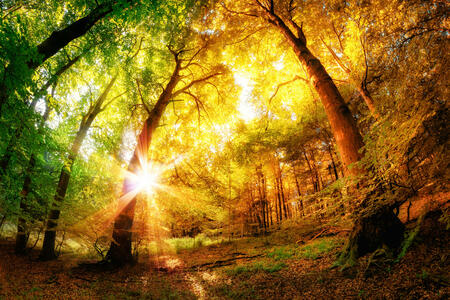 Magical forest scenery with a mix of summer and autumn colors and the sun shining through the leaves