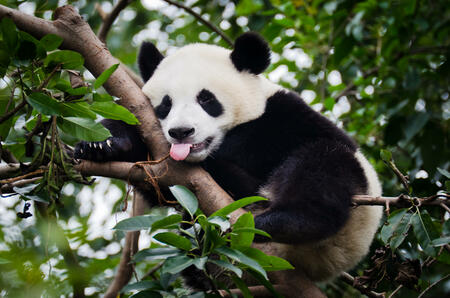 "A panda in a tree, sticking out its tongue. Picture taken at the Panda Research and Breeding Center in Chengdu, China."