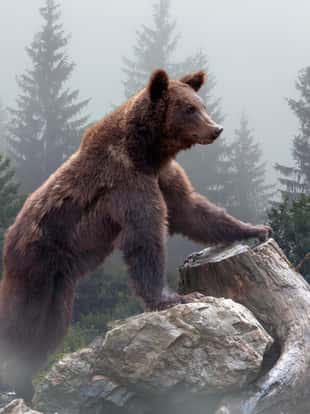Brown bear in the misty fog arctic taiga forest in background
