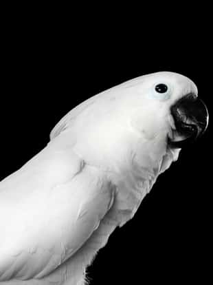 Close-up Crested Cockatoo White alba, Umbrella, Looking up Indonesia, isolated on Black Background