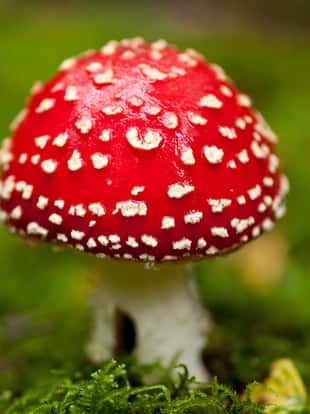 roter giftiger fliegenpilz amanita muscaria saison wald moos herbst detailaufnahme