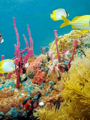 Colored underwater marine life in a coral reef with tropical fish, Caribbean sea