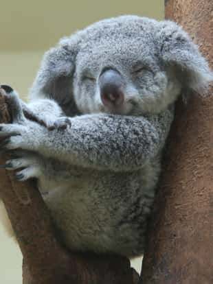 koala resting and sleeping on his tree with an happy smile on his face
