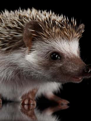 Portrait of Cute Prickly Hedgehog, front view, isolated on Black Background with Reflection
