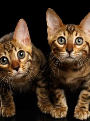 Two Bengal Kitty Looking in Camera on Black Background