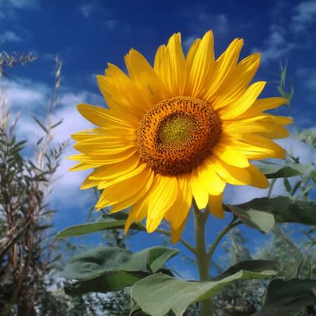 Planet Venus in Taurus june 2025