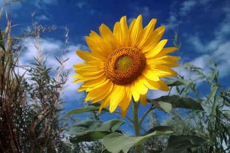 Planet Venus in Taurus june 2025